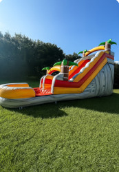 IMG 3060 1759445917 16ft tropical palm tree